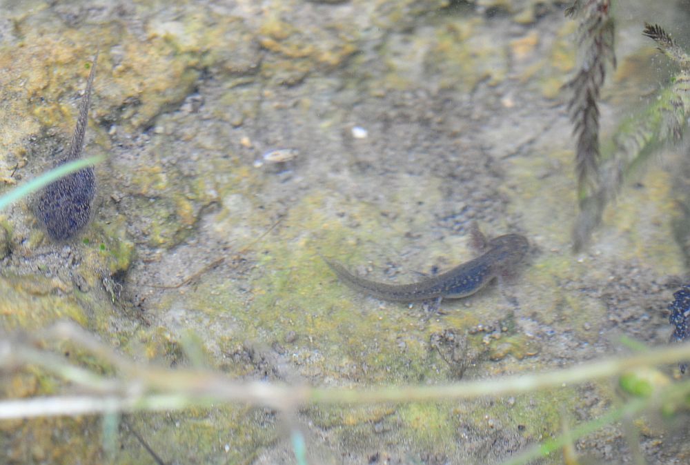 Larva di tritone puteggiato? S